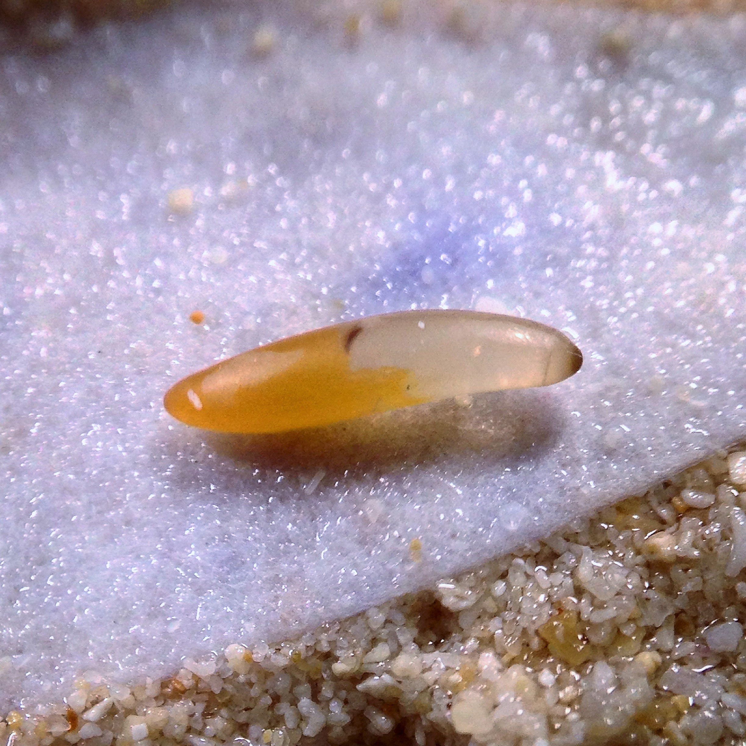 Summer egg diapause in a matchstick synchronises the life